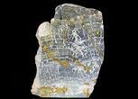 Polished, Asperia Stromatolite Section ( lbs) - Australia #64792-1